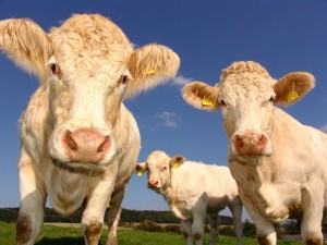 Étiquetage sur l'origine géographique du lait pour les produits transformés