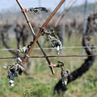 Photo Thierry GACHON (journal L'Alsace)