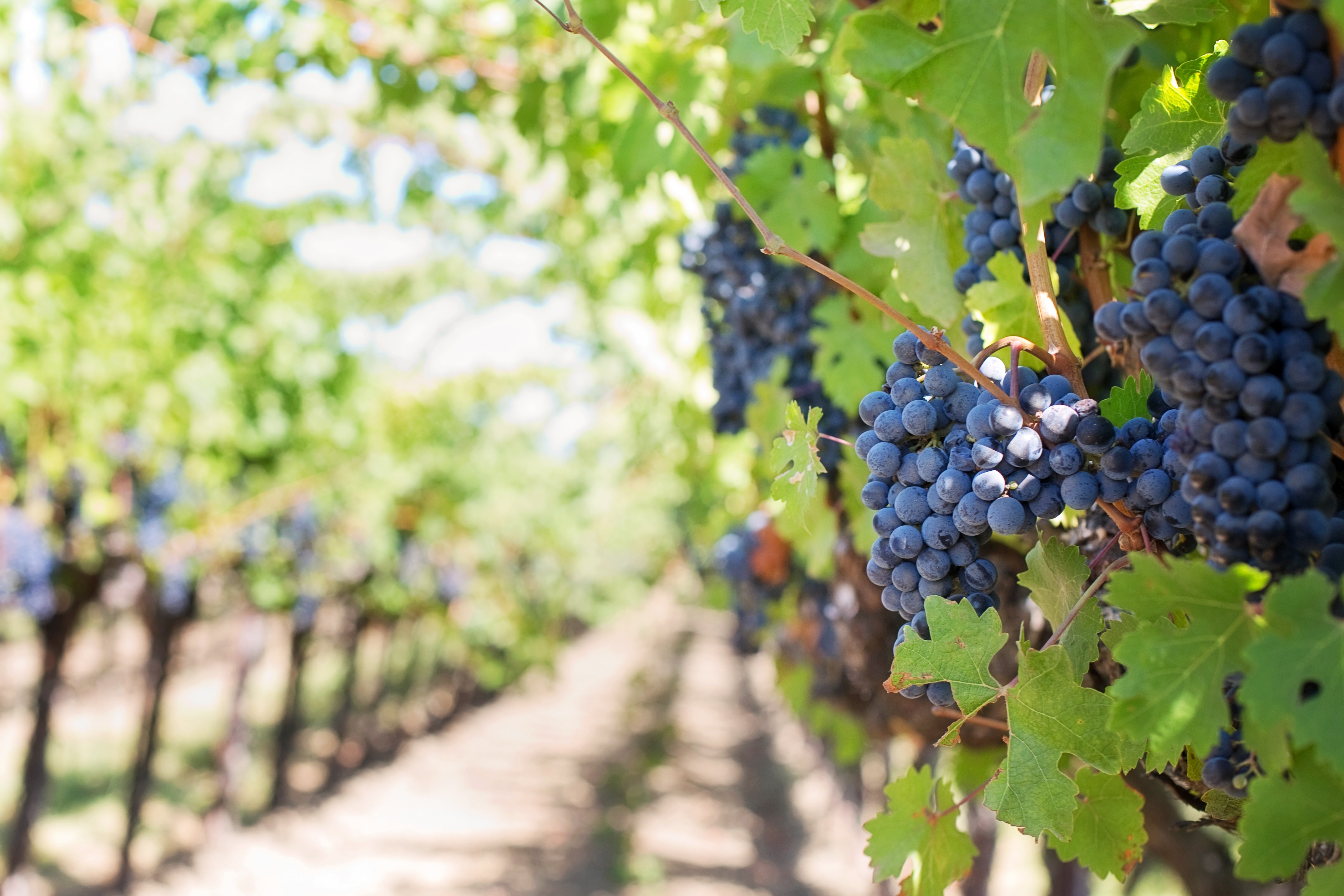 Conséquence des zones de non-traitement sur la viticulture et l'agriculture alsacienne