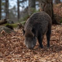 wild-boar-4656313_1920